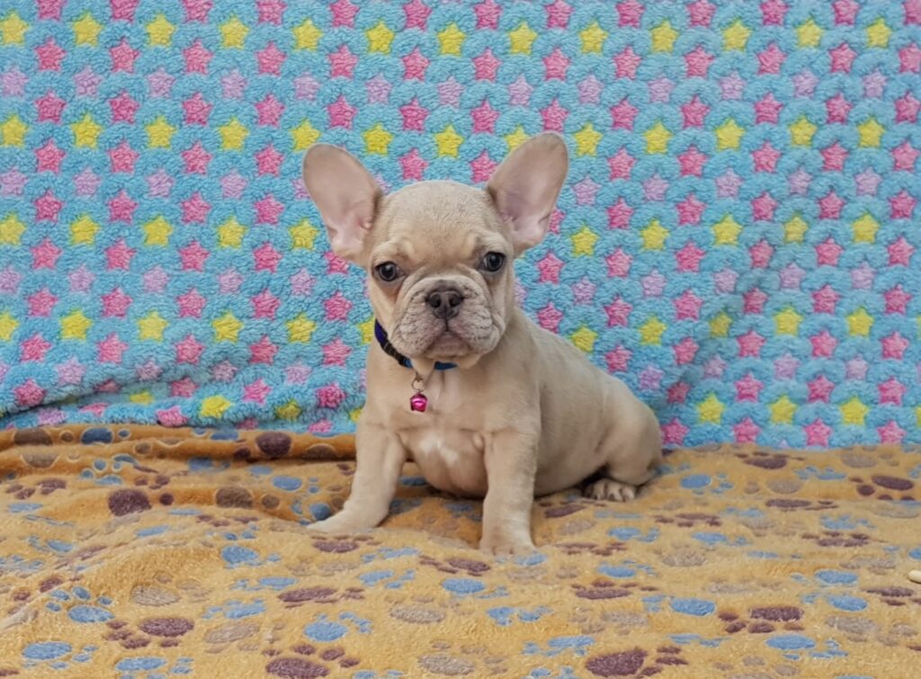 Pearl Lilac Fawn French Bulldog Female | Ready Feb 12, 2023