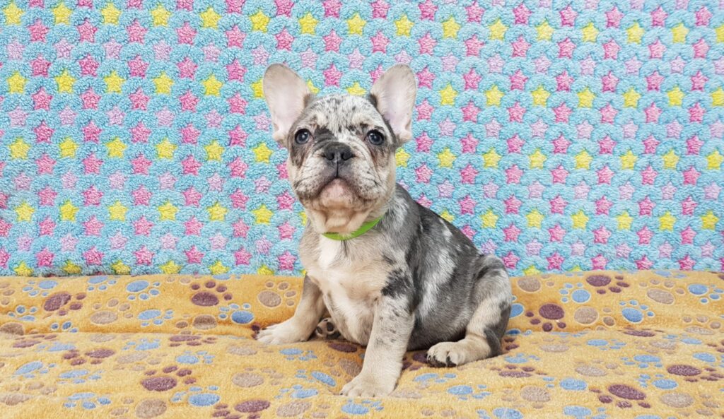 Percy Blue Merle Tan Points French Bulldog Male | Ready Feb 12, 2023
