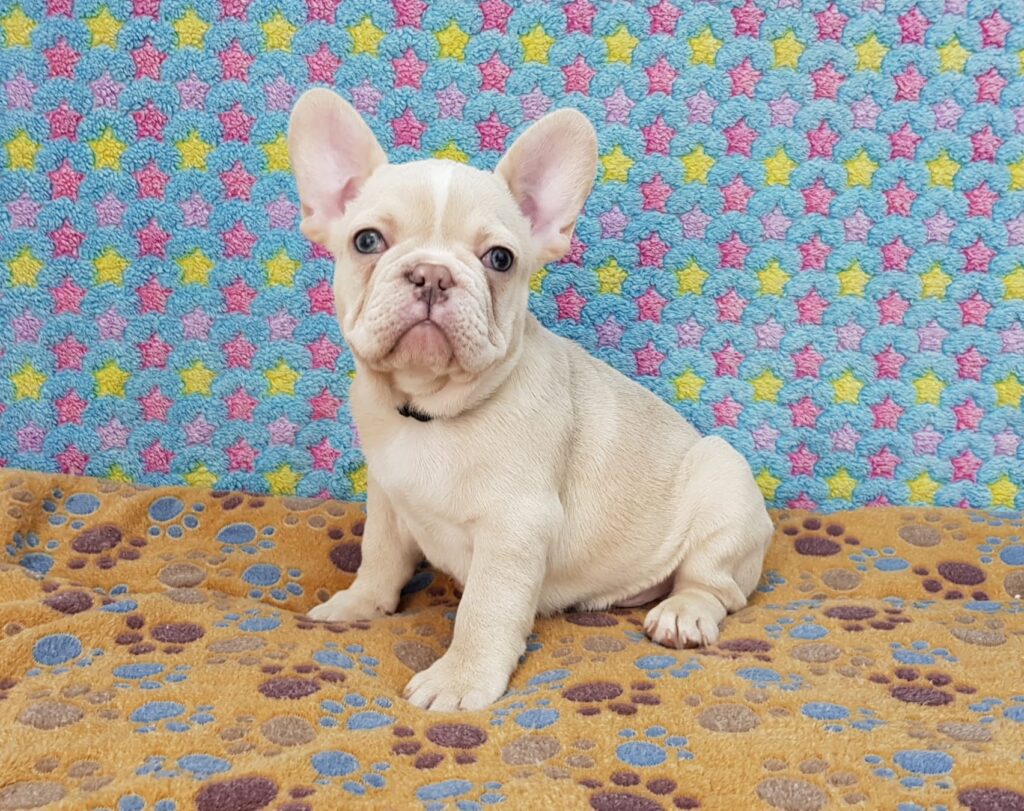 Powell Cream French Bulldog Male | Ready Feb 12, 2023