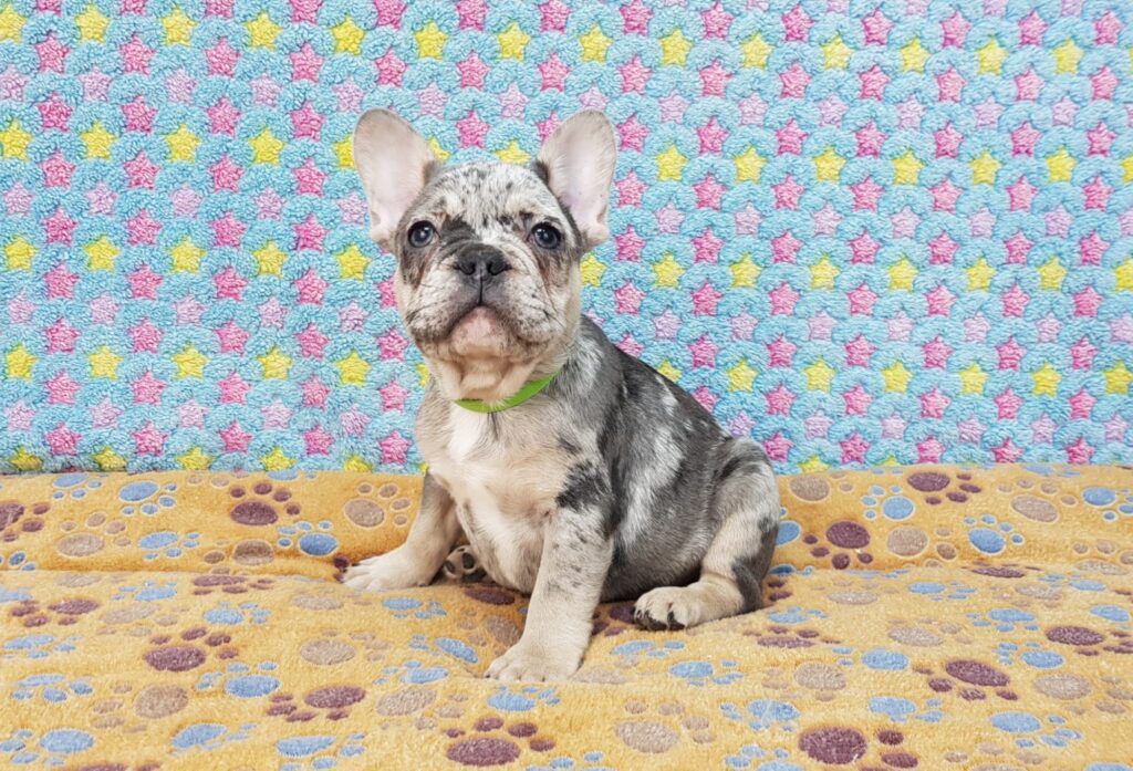 Percy Blue Merle Tan Points French Bulldog Male | Ready Feb 12, 2023