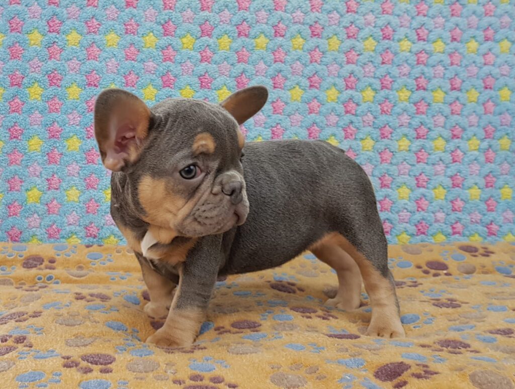 Penny Blue and Tan French Bulldog Female | Ready Feb 12, 2023