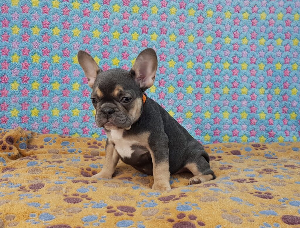 Paris Blue and Tan French Bulldog Female | Ready Feb 12, 2023