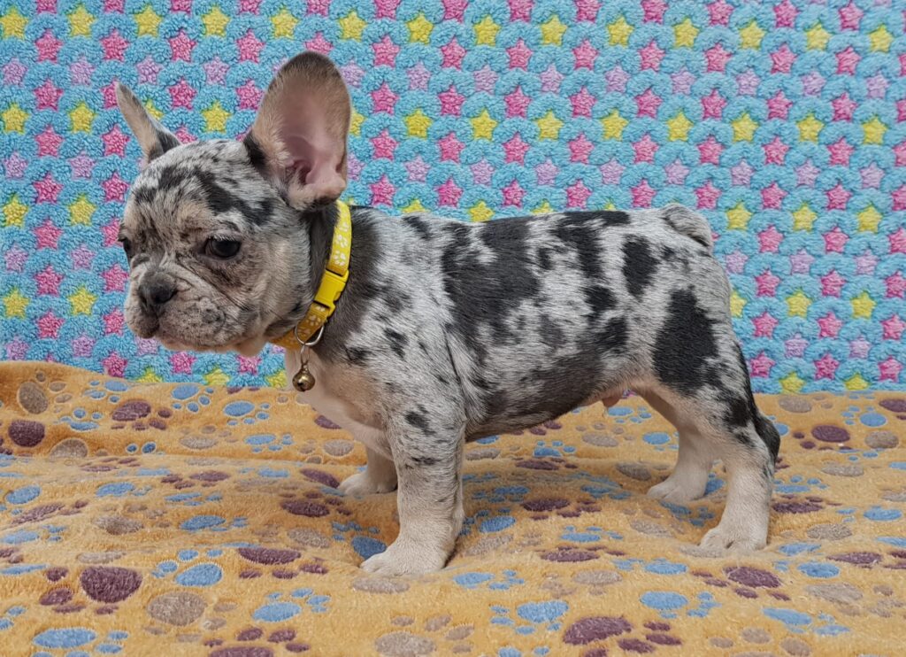 Parker Blue Merle Tan Points French Bulldog Male | Ready Feb 12, 2023