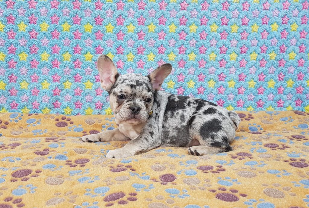 Parker Blue Merle Tan Points French Bulldog Male | Ready Feb 12, 2023