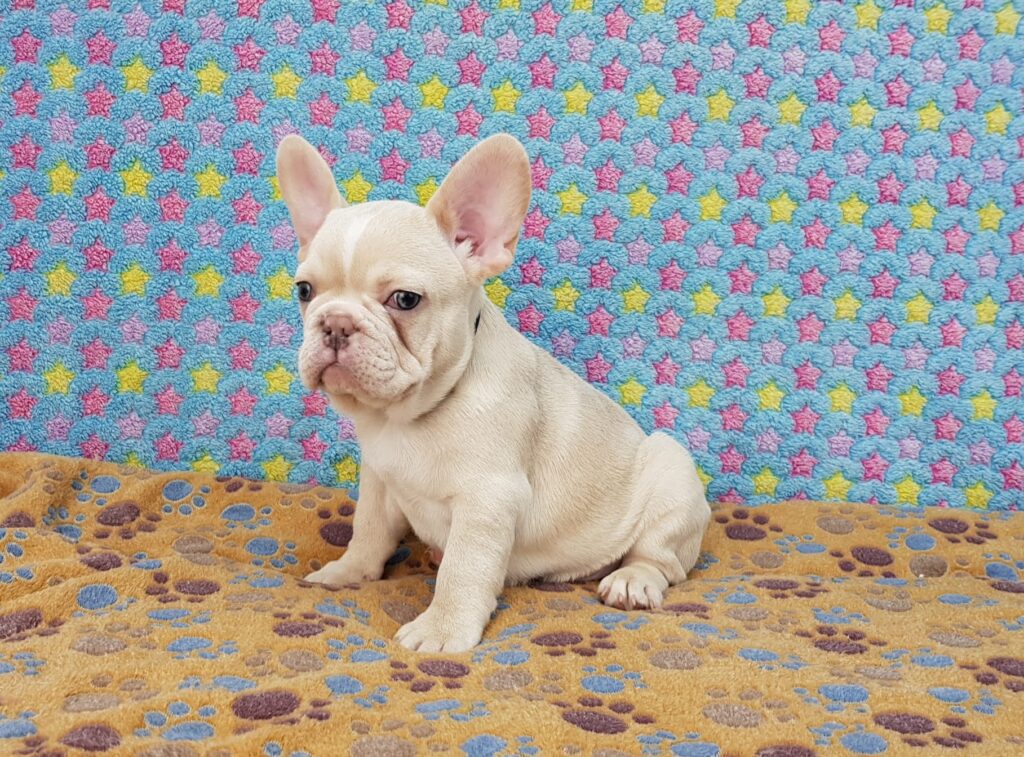 Powell Cream French Bulldog Male | Ready Feb 12, 2023