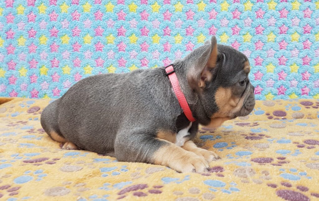 Penny Blue and Tan French Bulldog Female | Ready Feb 12, 2023