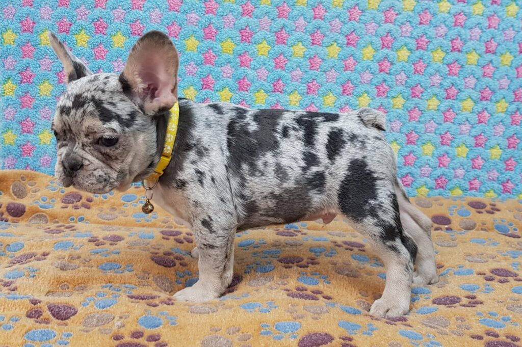 Parker Blue Merle Tan Points French Bulldog Male | Ready Feb 12, 2023