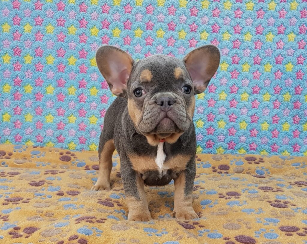 Penny Blue and Tan French Bulldog Female | Ready Feb 12, 2023