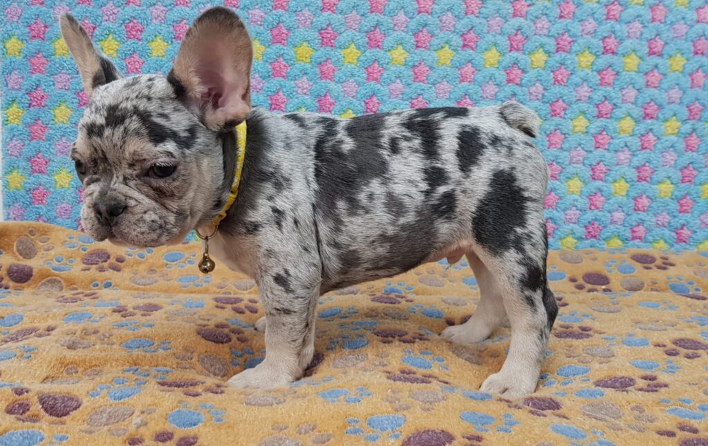 Parker Blue Merle Tan Points French Bulldog Male | Ready Feb 12, 2023