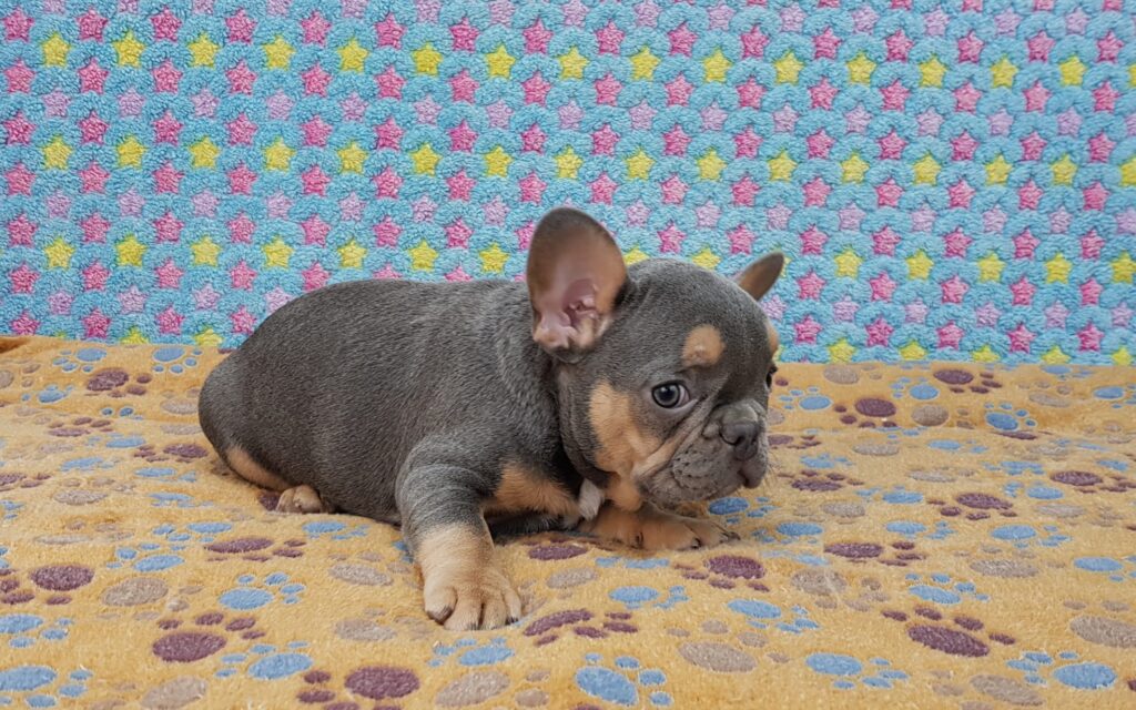 Penny Blue and Tan French Bulldog Female | Ready Feb 12, 2023