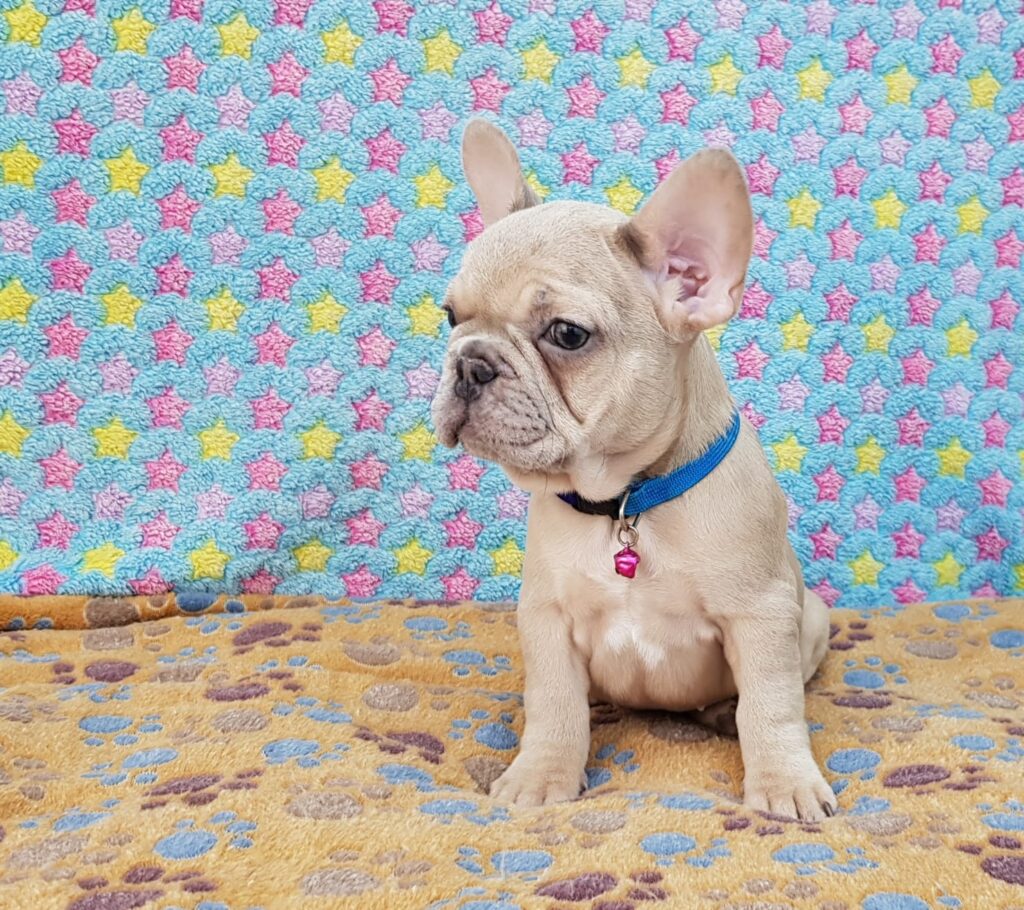 Pearl Lilac Fawn French Bulldog Female | Ready Feb 12, 2023