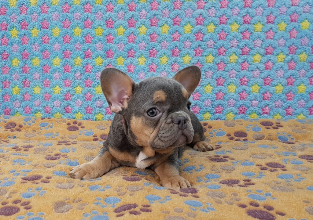 Penny Blue and Tan French Bulldog Female | Ready Feb 12, 2023