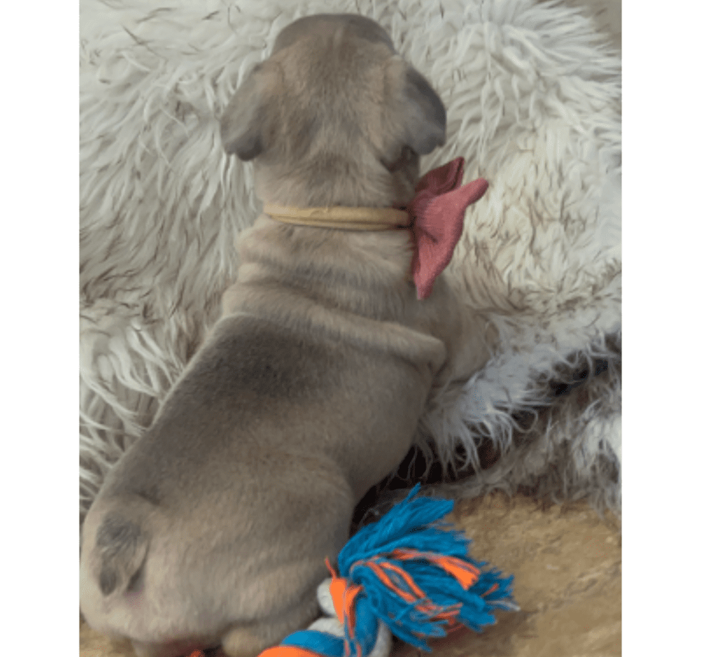 Mead Blue Fawn French Bulldog Male | Ready March 6th, 2023