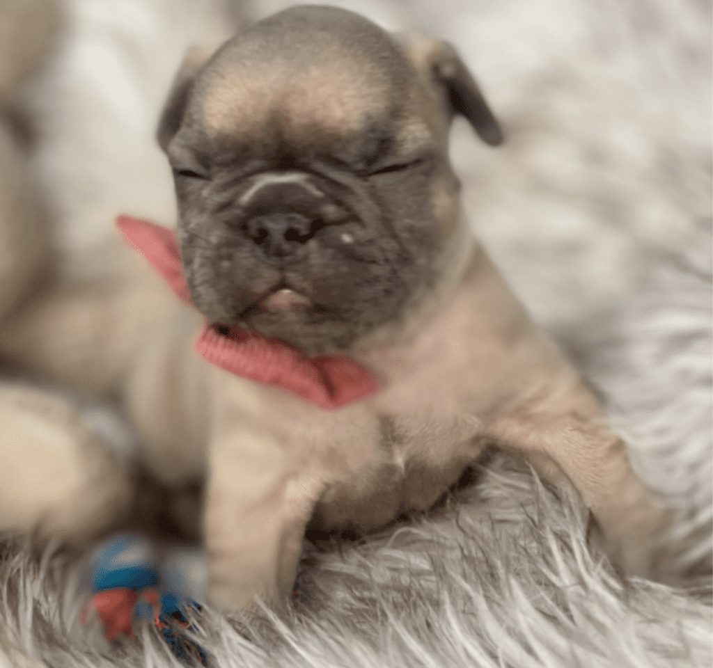 Mead Blue Fawn French Bulldog Male | Ready March 6th, 2023