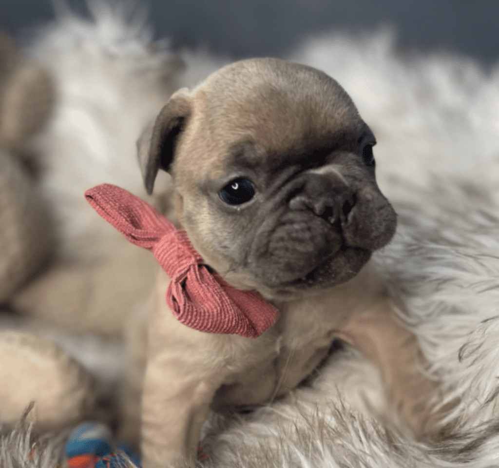 Mead Blue Fawn French Bulldog Male | Ready March 6th, 2023