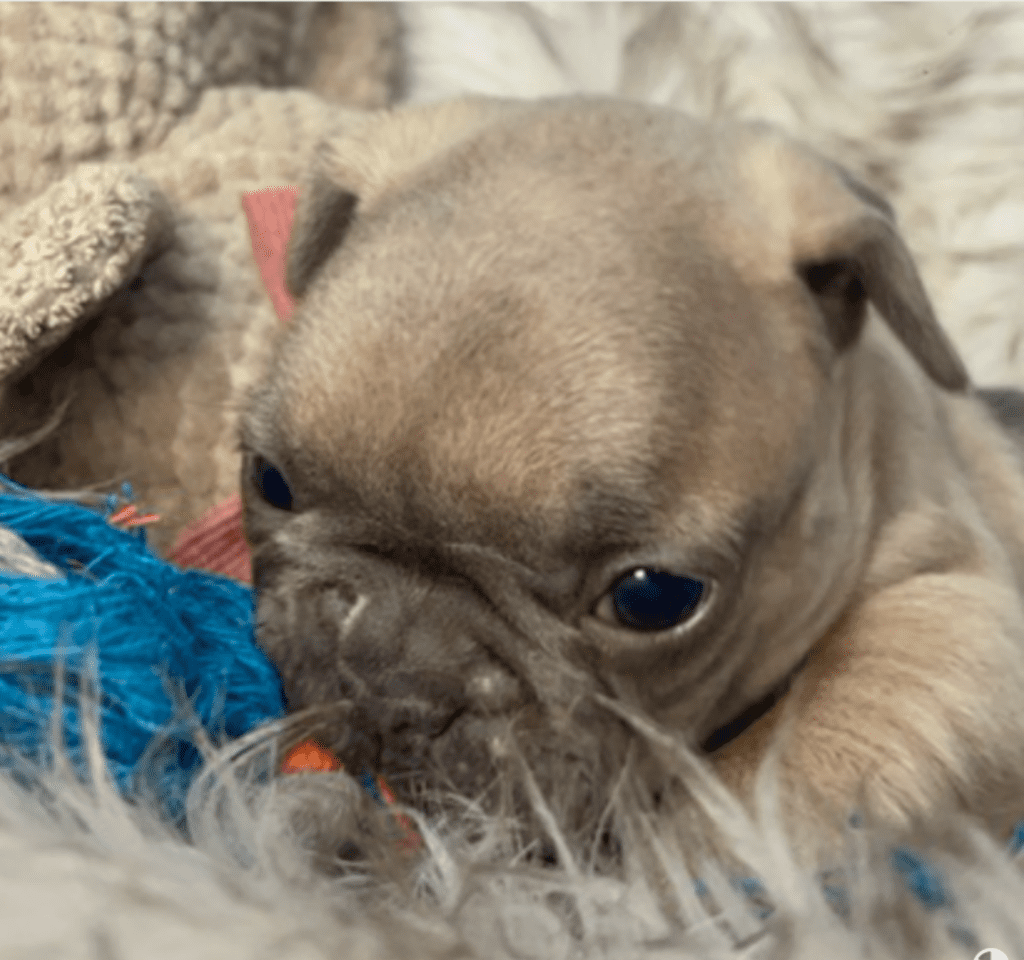 Mead Blue Fawn French Bulldog Male | Ready March 6th, 2023