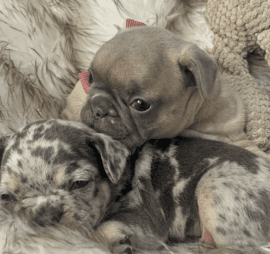 Mead Blue Fawn French Bulldog Male | Ready March 6th, 2023