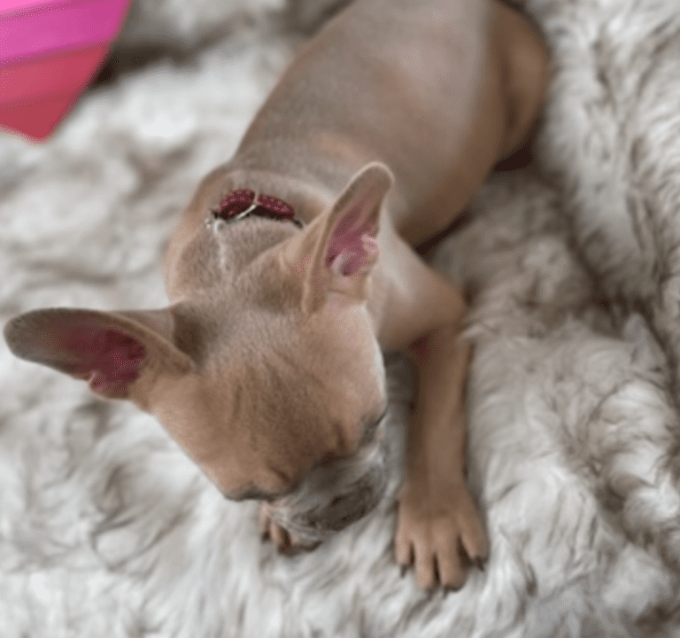 Brady | Lilac Fawn Male French Bulldog | Born 10/1/22