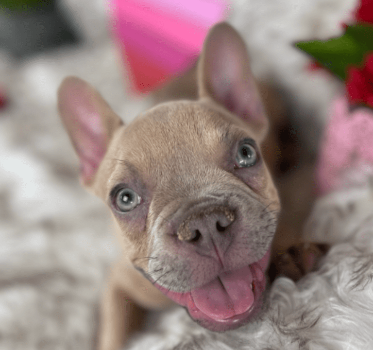 Brady | Lilac Fawn Male French Bulldog | Born 10/1/22