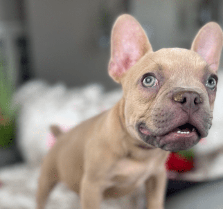 Brady | Lilac Fawn Male French Bulldog | Born 10/1/22