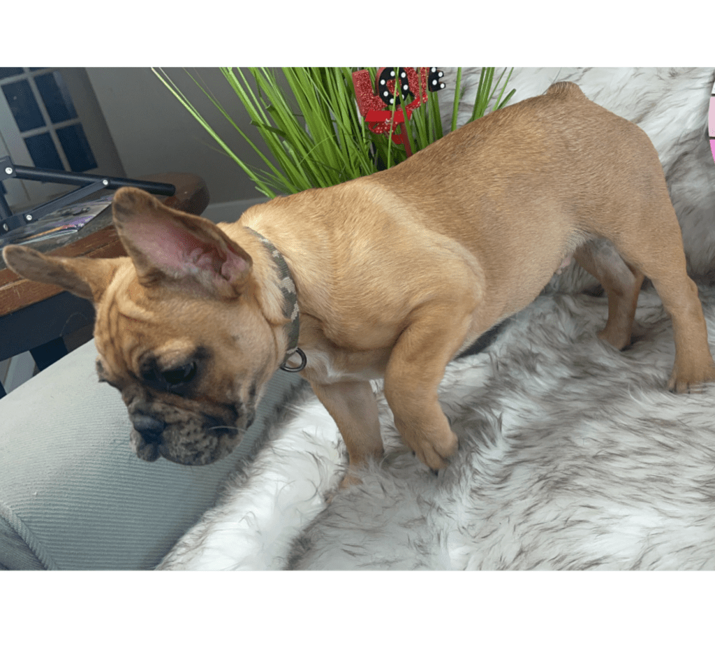 Diego Fawn Merle French Bulldog Male | Born Sept 24th, 2022