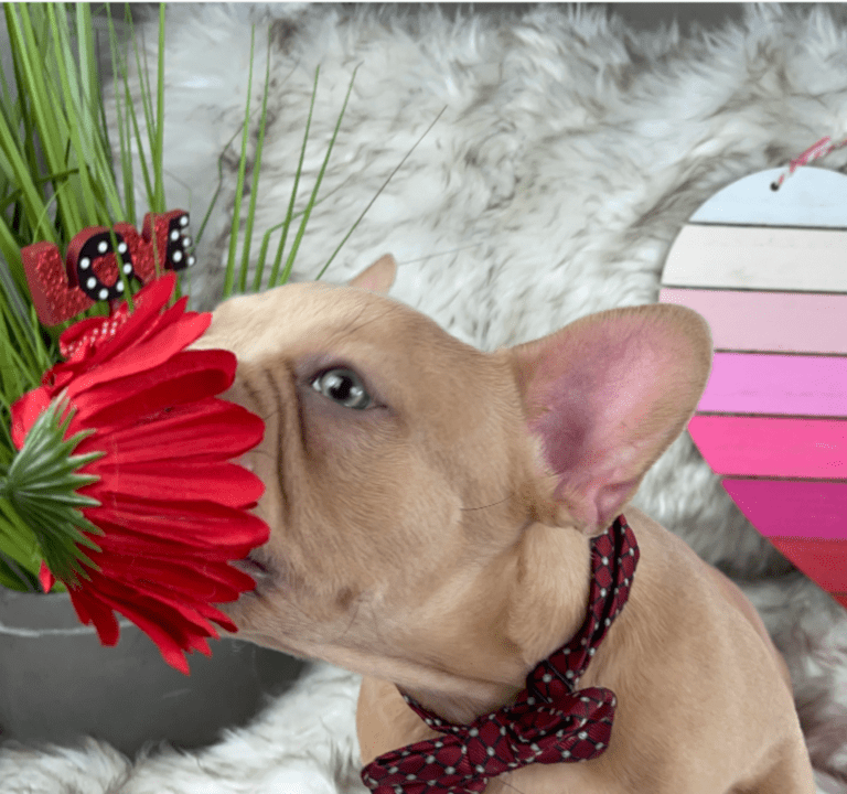 Brantley | Lilac Fawn Male French Bulldog | Born 10/1/22