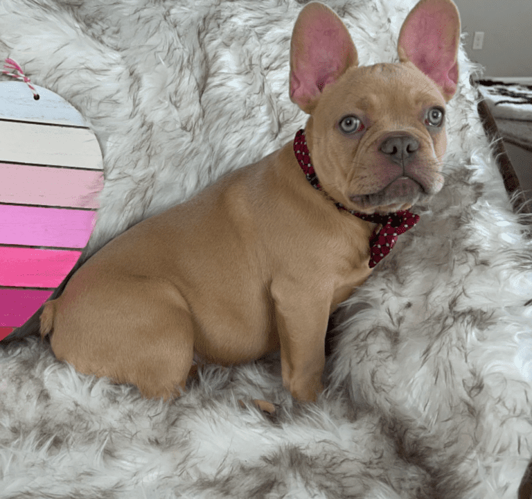 Brantley | Lilac Fawn Male French Bulldog | Born 10/1/22