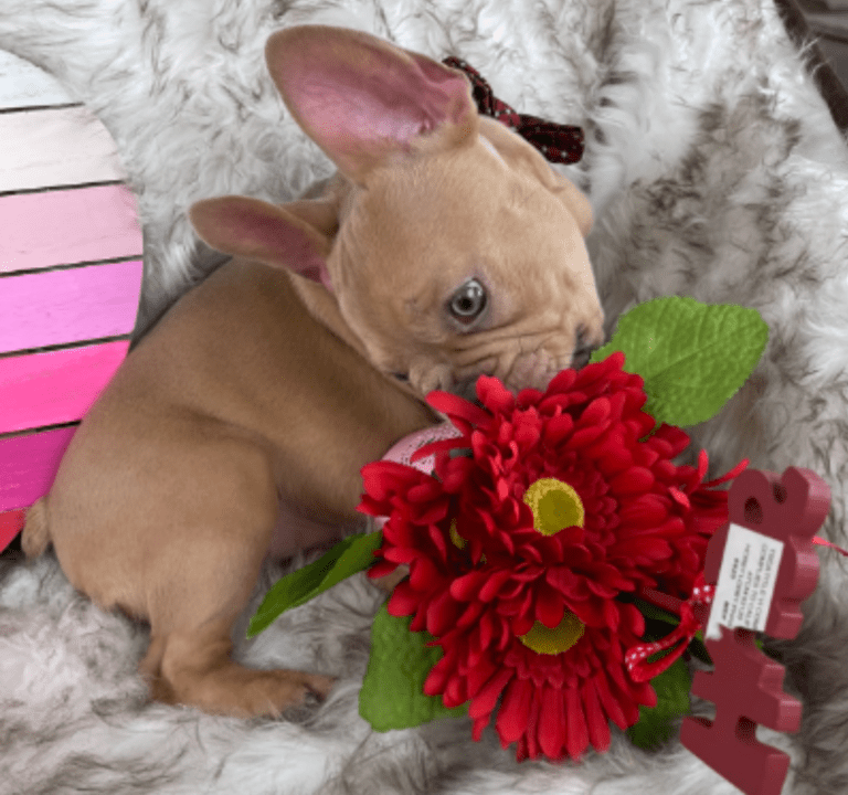 Brantley | Lilac Fawn Male French Bulldog | Born 10/1/22