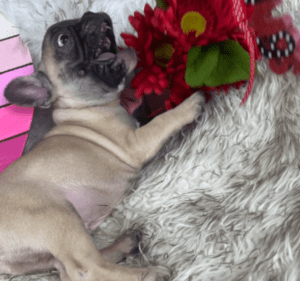 Juneau Fawn French Bulldog Male | Born November 23rd, 2022