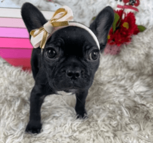 Jasmine Black French Bulldog Female | Born November 23rd, 2022