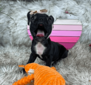 Jasmine Black French Bulldog Female | Born November 23rd, 2022