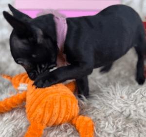 Jasmine Black French Bulldog Female | Born November 23rd, 2022