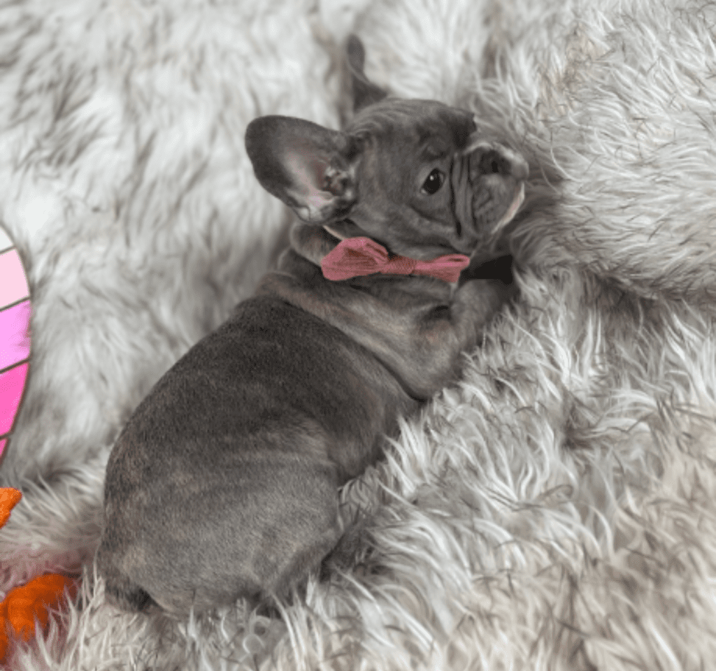 Knox Blue French Bulldog Male | Ready February 9th, 2023