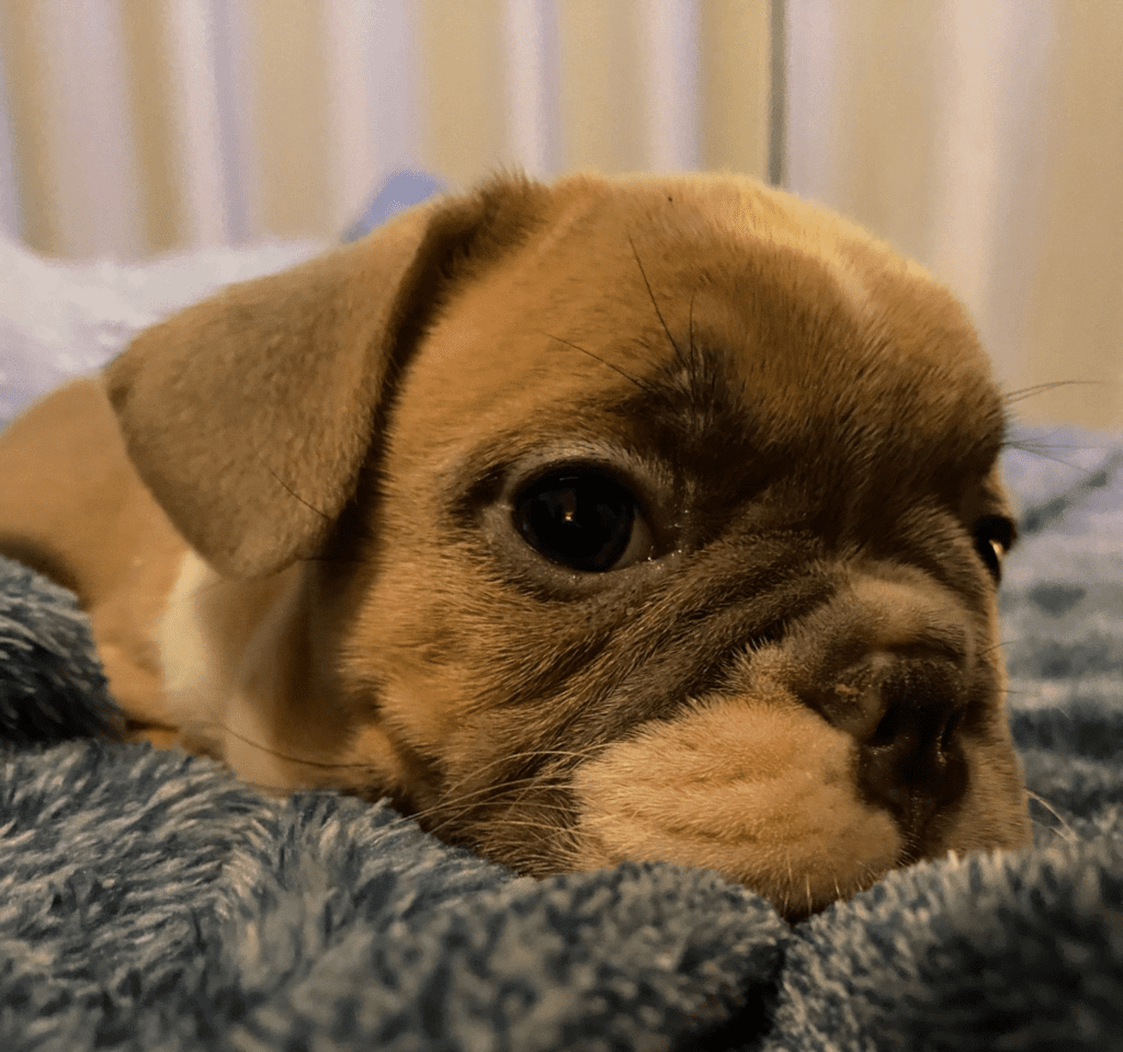 Lucia Fawn & White French Bulldog Female | Born December 13th, 2022