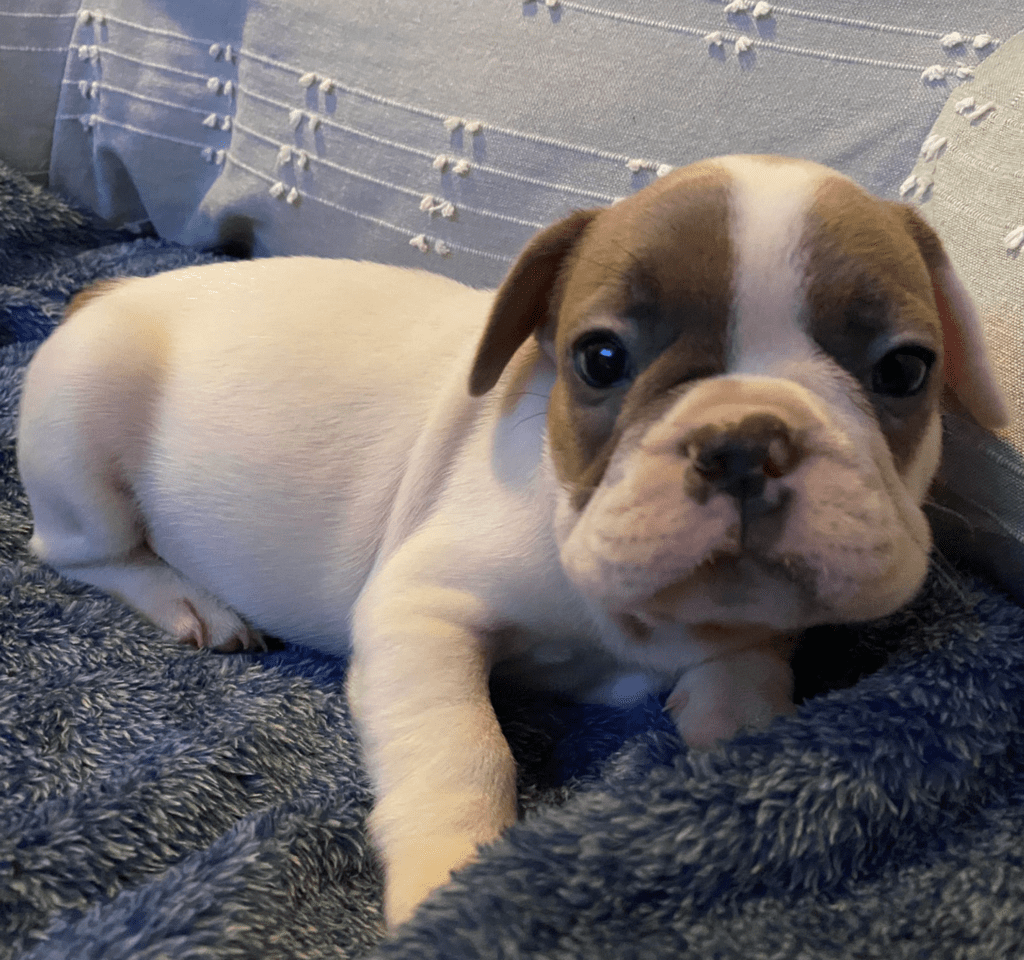 London Fawn Pied French Bulldog Male | Ready Feb 21, 2023