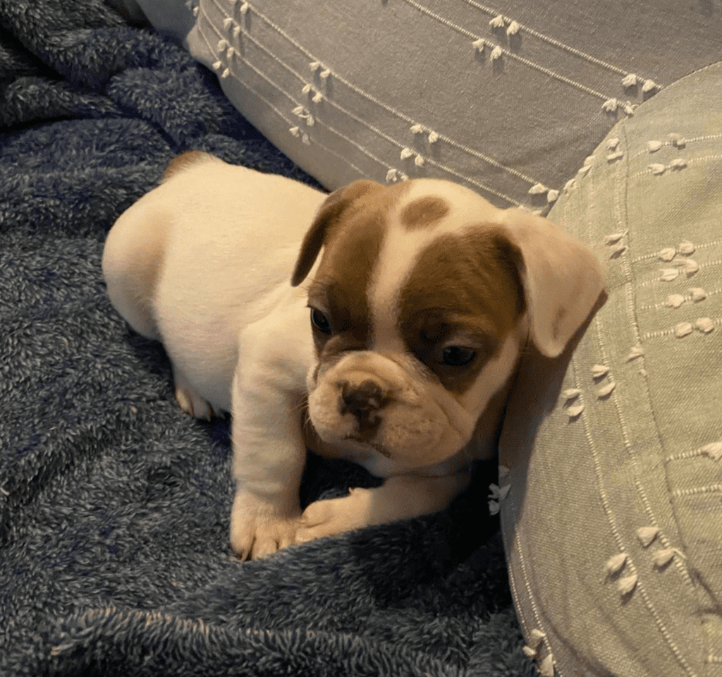 London Fawn Pied French Bulldog Male | Ready Feb 21, 2023