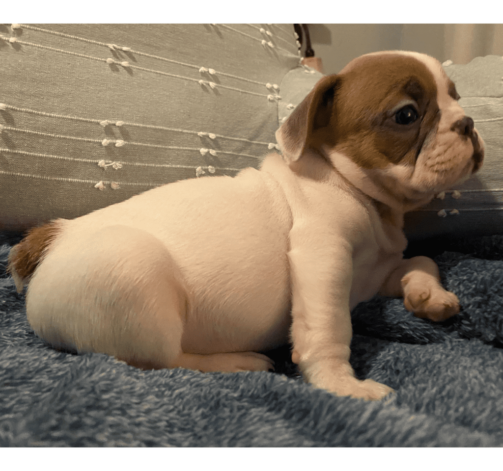 London Fawn Pied French Bulldog Male | Ready Feb 21, 2023