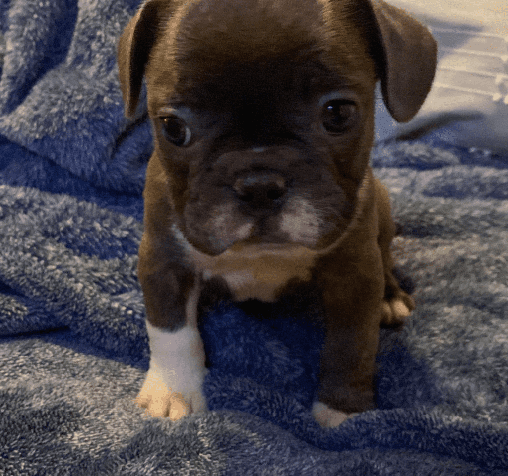 Lafayette Sable & White French Bulldog Female | Ready Feb 21, 2023
