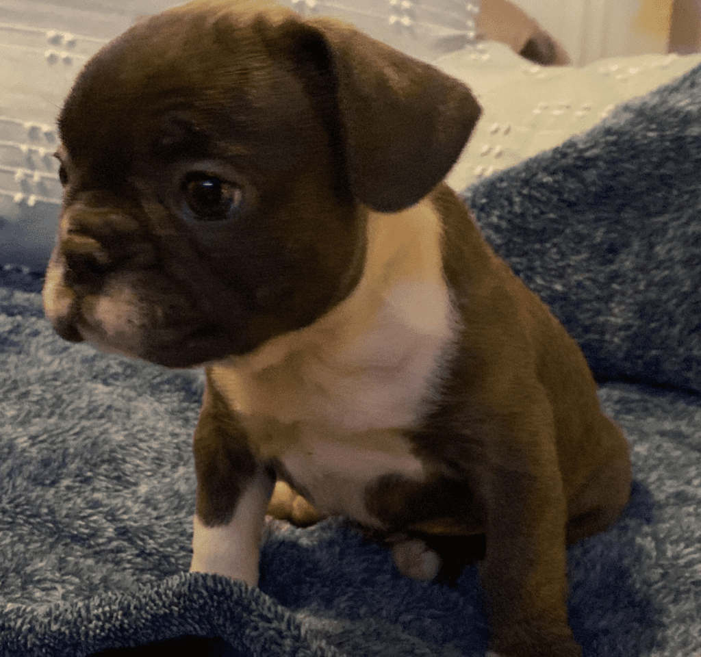 Lafayette Sable & White French Bulldog Female | Ready Feb 21, 2023