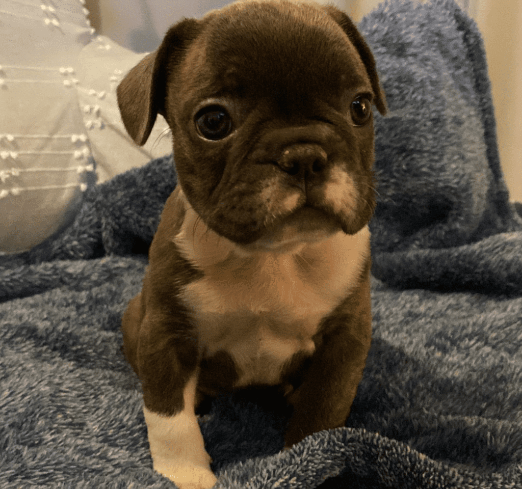 Lafayette Sable & White French Bulldog Female | Ready Feb 21, 2023