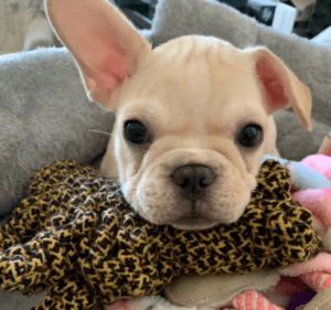 Frenchie Friday January 22nd, 2021
