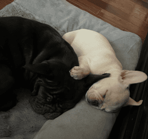 Frenchie Friday January 22nd, 2021