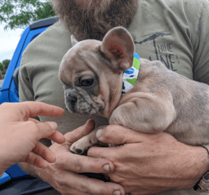 Frenchie Friday January 22nd, 2021