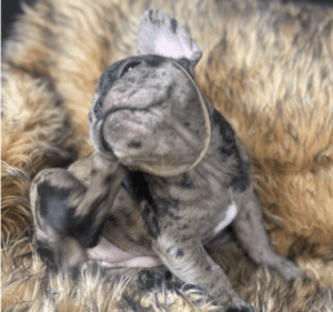 Opal Chocolate Merle French Bulldog Female | Born December 6th, 2022