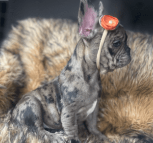 Opal Chocolate Merle French Bulldog Female | Born December 6th, 2022