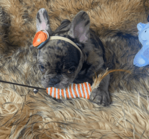 Opal Chocolate Merle French Bulldog Female | Born December 6th, 2022