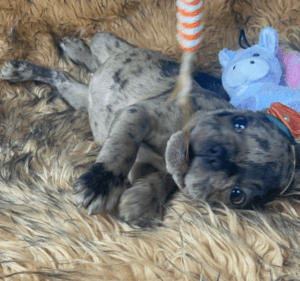 Opal Chocolate Merle French Bulldog Female | Born December 6th, 2022