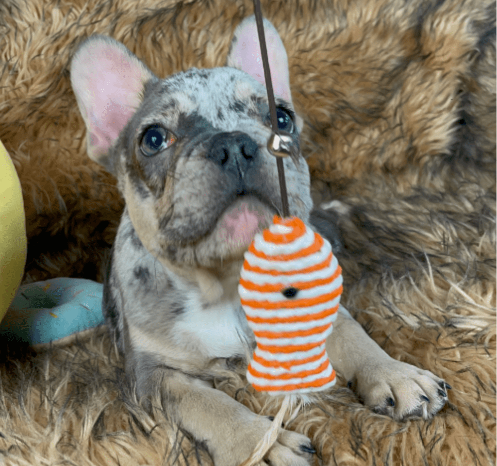 Percy Blue Merle Tan Points French Bulldog Male | Ready Feb 12, 2023