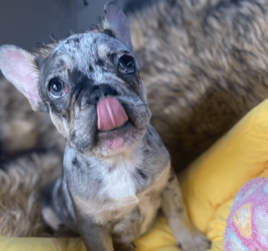 Percy Blue Merle Tan Points French Bulldog Male | Ready Feb 12, 2023