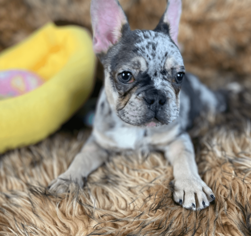 Percy Blue Merle Tan Points French Bulldog Male | Ready Feb 12, 2023